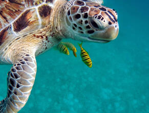 Marine Turtle Trip