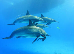Dolphin watching trip